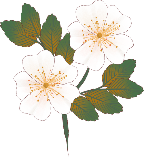 Soft Painting White Wild Rose Flower